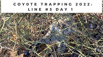 Coyote Trapping 2022:  Line #3 Day 1