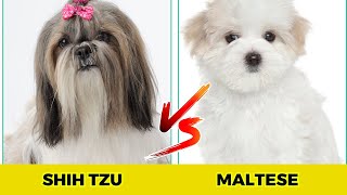 Shih Tzu vs Maltese | 10 Major Difference