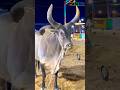 JAMEEL MEMON Cow and Cattle Mandi 2026 Karachi The heaviest Calf in the Market #cowcalf #cow