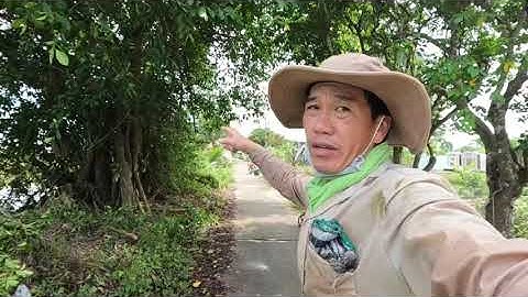 Tùng Trần Văn cưa Hạ cây Gừa tàng siêu to, sự dụng máy stihl ms 180