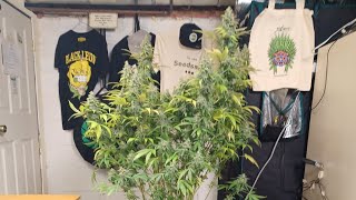Northern lights from Divine Seeds, Harvest day Pro-mix 1st time used. Medical marijuana