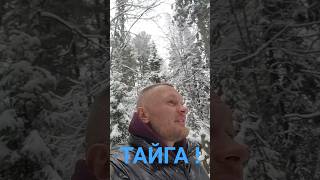 СИБИРЬ ТАЙГА !