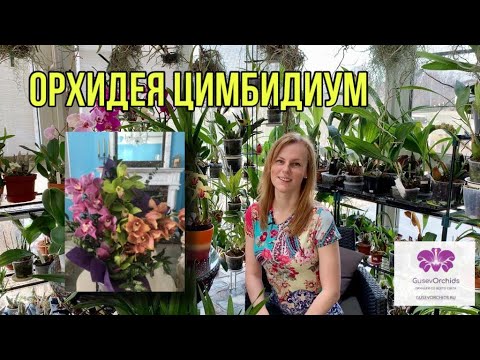 Video: Ist Cymbidium-Orchidee giftig?