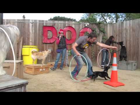 Berkeley Trick Dog Training: Canine Circus Class sept 25, 2011, Bay Area Dog Trainer