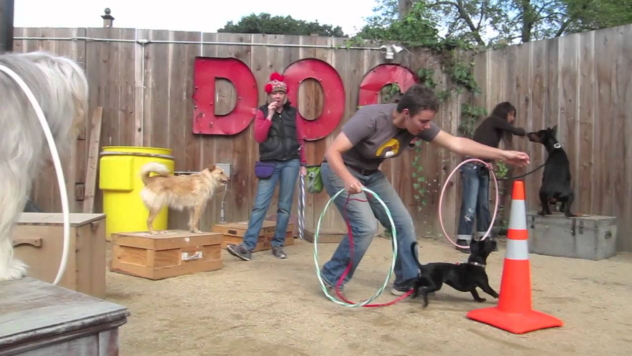 Berkeley Trick Dog Training Canine Circus Class sept 25, 2011, Bay Area Dog Trainer YouTube