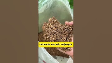 Chỉ với một nguyên liệu rẻ tiền – vỏ trấu – bạn đã có bí quyết cải tạo đất tơi xốp, màu mỡ bền lâu