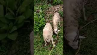 Makani Wedhos Dancok