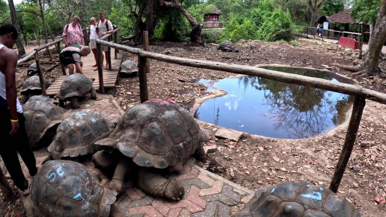 Exploring Giant Turtles Island.🇹🇿 