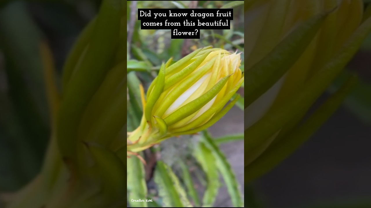 Dragon fruit flower 