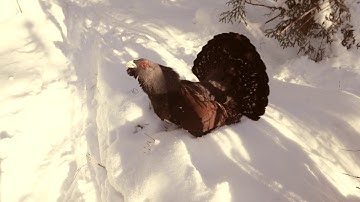 Capercaillie in Nuuksio, Finland