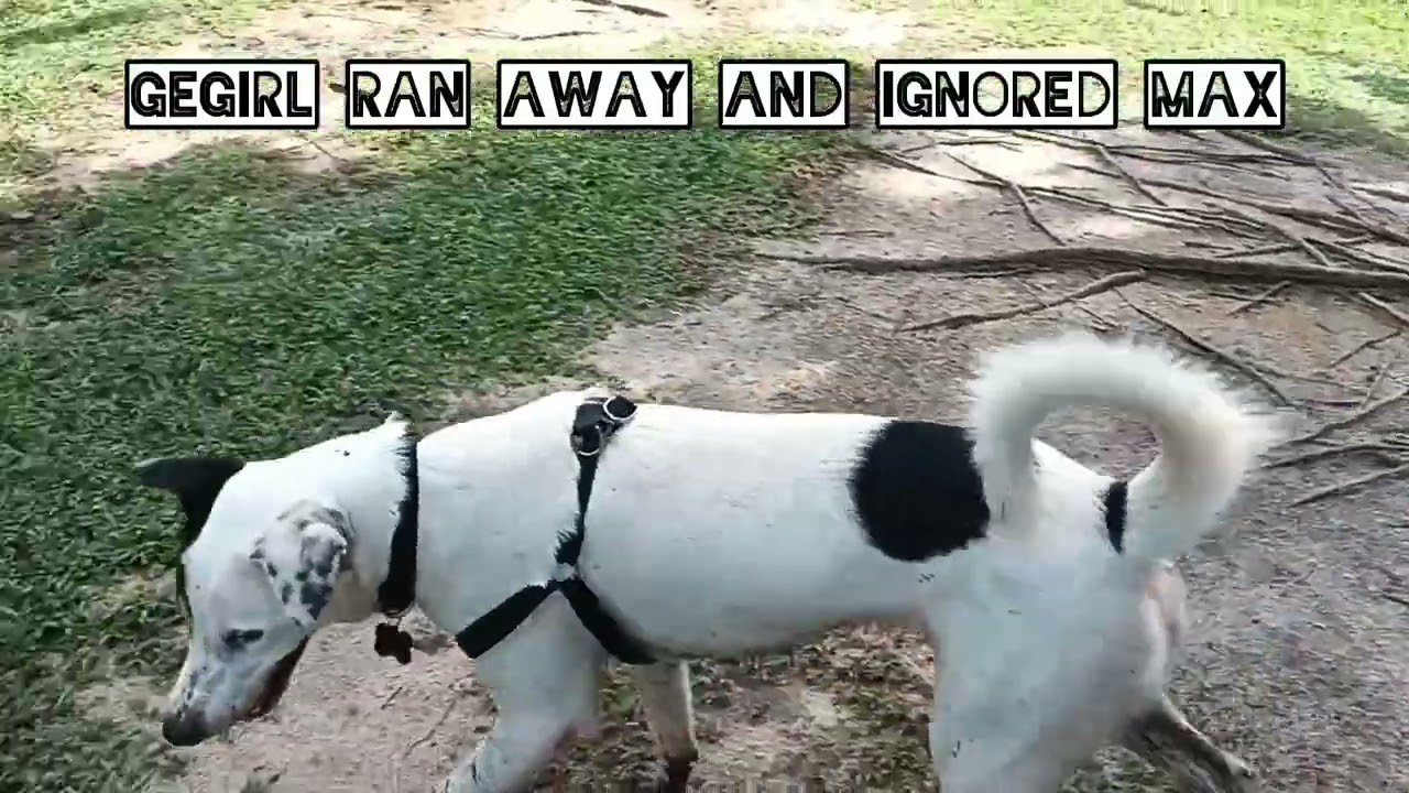 Dog park outing again... Will they play in the mud again this time? | Gegirl, Cookie and Max