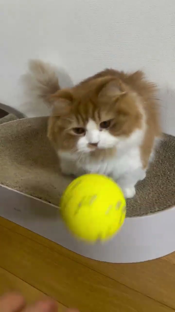 TRÈS MIGNON PETITE CHATON ?????
