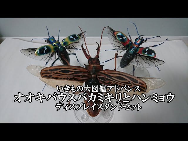 This Gigantic Longhorn Beetle is So Cool: 
