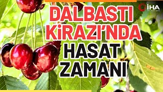 Bu Sezon Hem Rekolte Hem De Kalite Yüksek