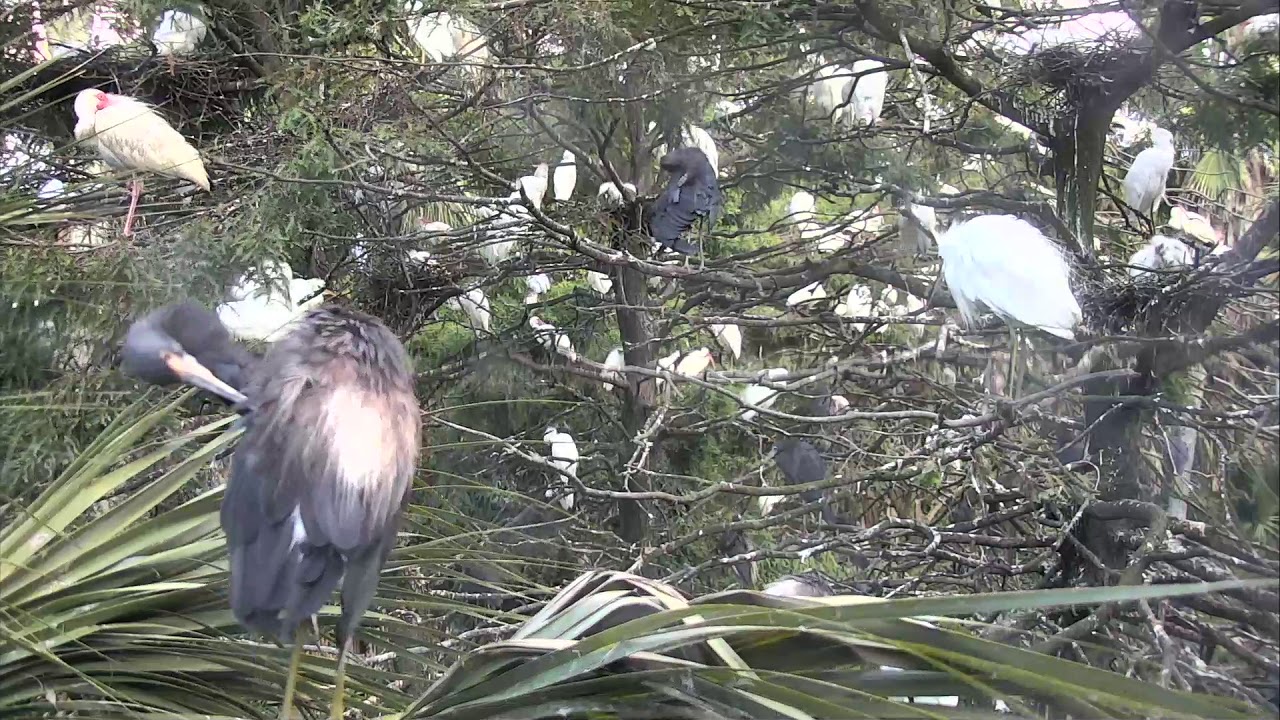 storksak bugaboo Alligator Swamp and Spoonbills Cam 08-27-2018 16:42:28 - 17:28:45