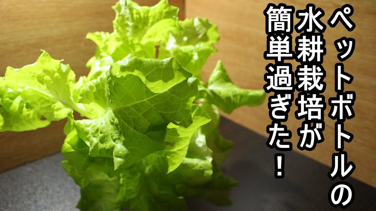 Hydroponic Cultivation Of Lettuce With Plastic Bottles Is Very Easy Youtube