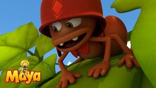 The Red Rosso - Maya The Bee