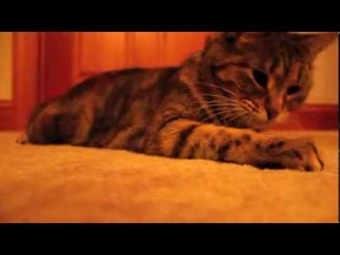 kitty string attack