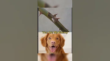 I See Who You Are You Are My Enemy 