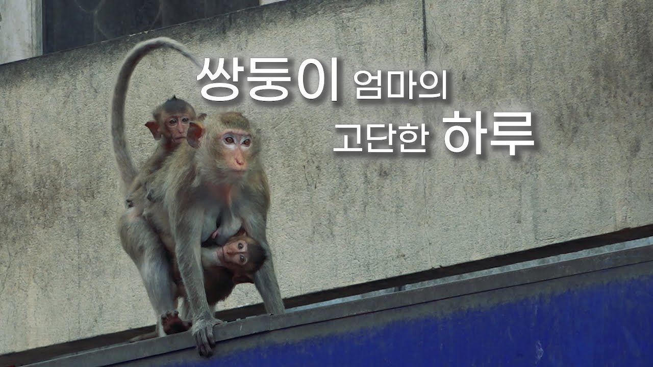 Тяжелый день для матери близнецов