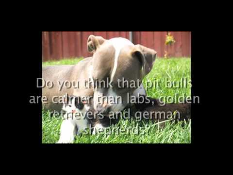 Pit Bulls: Lovers or Fighters?