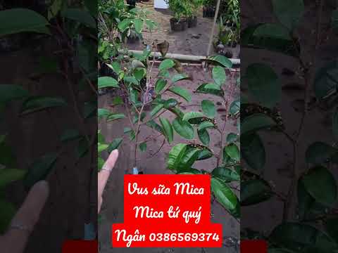 Video Vú sữa mica - Vú sữa tứ quý - Các loại vú sữa - Ngọc... - youtube