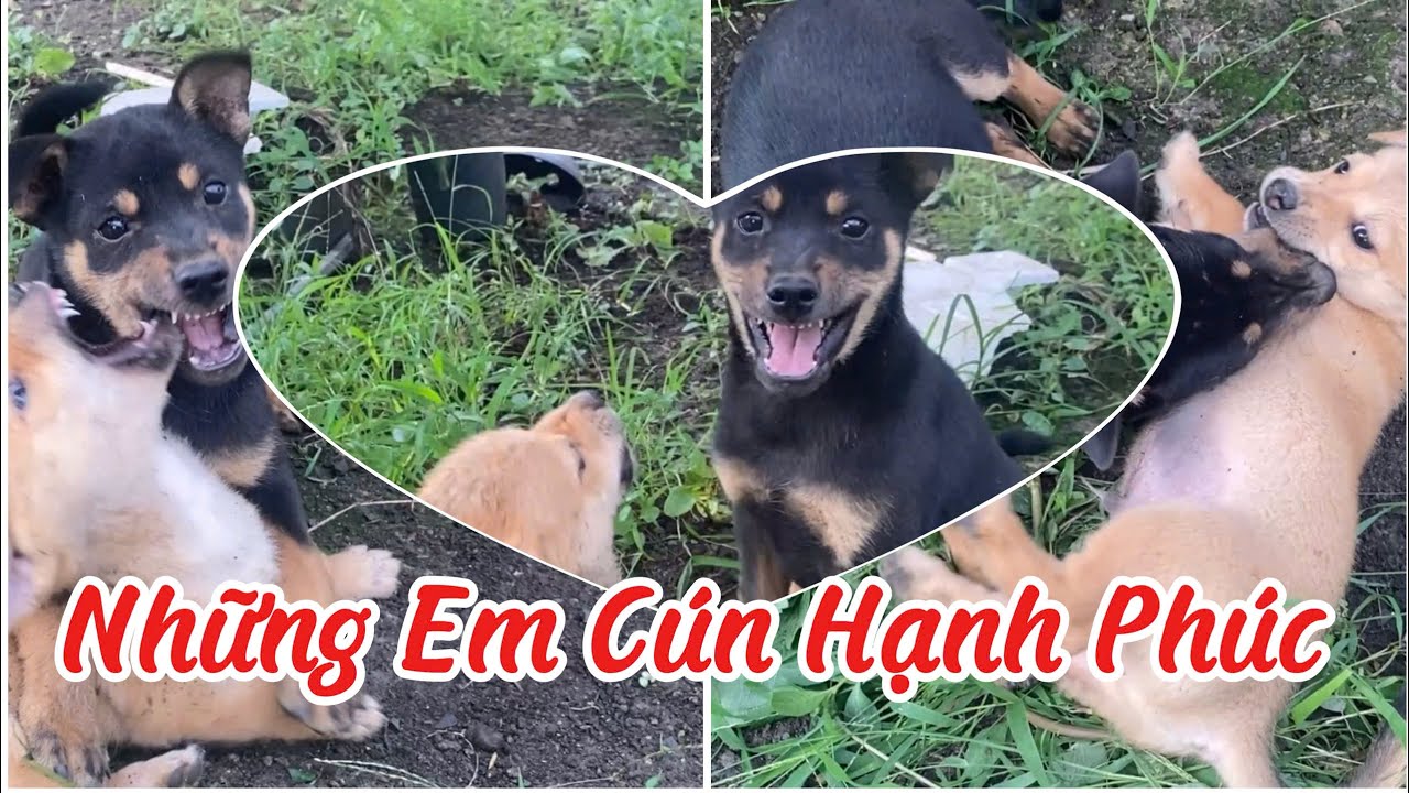 Những Em Cún Hạnh Phúc: Xem Là Tan Chảy Liền! @BeeandBean 
