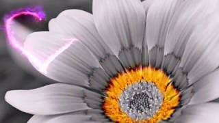 Animation flower love whatsapp video | gif raw