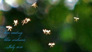 Love reading libra soulmate july 2020 (ada peluang keberhasilan)