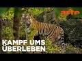 Der Sibirische Tiger Seele Der Russischen Wildnis Reupload ARTE Fernweh Der Sibirische Tiger Seele Der Russischen Wildnis Reupload ARTE Fernweh