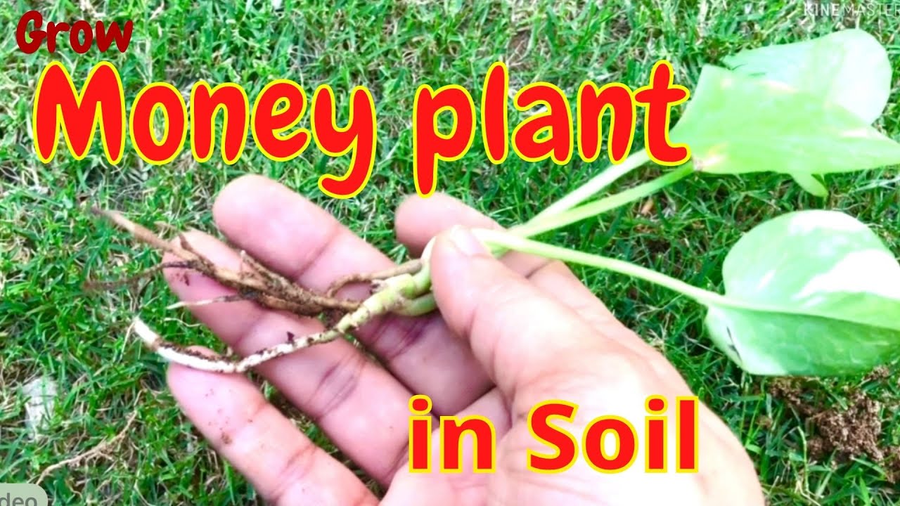 How to Propagate Money Plant in Soil Propagating Pothos