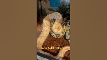 Our ball pythons Banana and Splits #reptiles #snake #pets