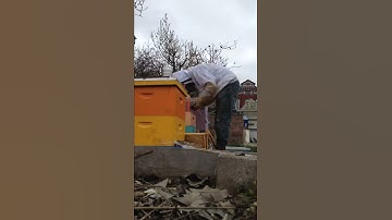 Installing a package of bees - Method 1