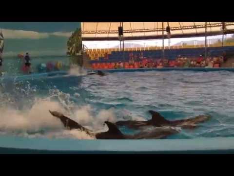 Video: Dolphinarium In Phuket - Unusual Excursions In Phuket