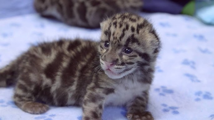 3-week-old clouded leopard cubs - YouTube
