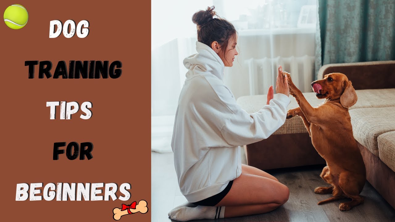 Do Train G Tips Top 5 DOG TRAINING TIPS Every Beginner Needs! - YouTube