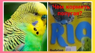 Чем кормить попугая? / Какую пищу можно давать попугаю? / Nastya PETS