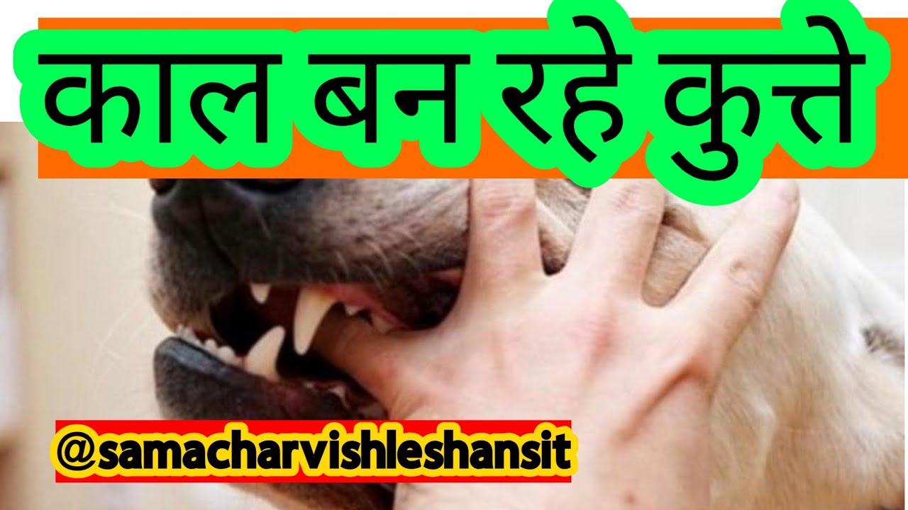 काल बन रहे कुत्ते।#supremecourtorder @samachafvishleshansite