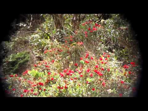 Endemic Rufous-fronted Parakeet - Bolborhynchus ferrugineifrons - Los Nevados NP, C Andes