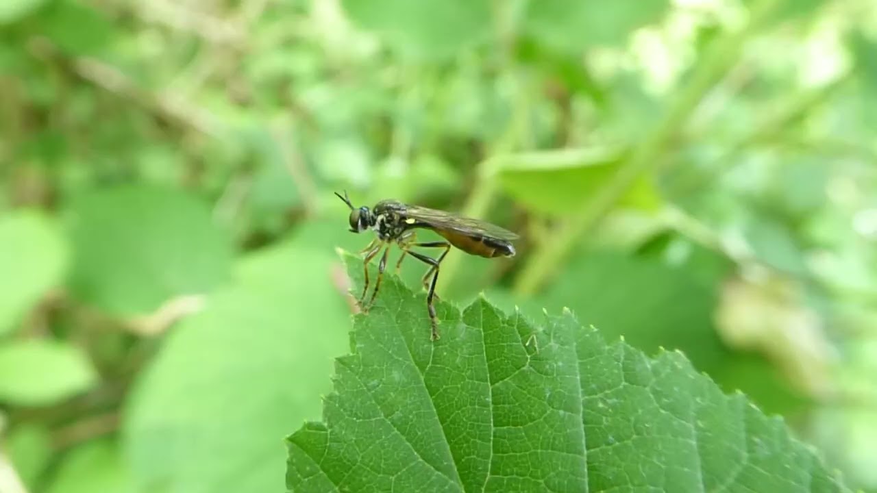 Stripe-legged Robberfly, Dioctria hyalipennis, Elzetterbos, L, the Netherlands, 23 June 2023 (2/4)