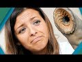 Lamprey Ancient Bloodsucking Parasites BBC Earth Explore Lamprey Ancient Bloodsucking Parasites BBC Earth Explore