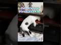 笑ったら負けｗｗｗクセつよ最強猫大集合！