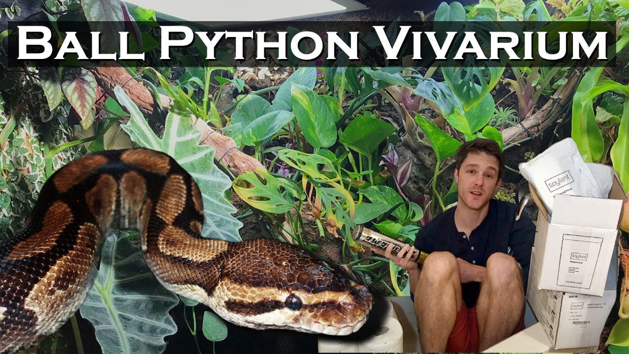 Ball Python Care Guide – The Bio Dude