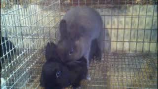 playboy bunny sex.3gp