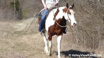 Too Blu Master Zipbar - trail over hills and woods! - ValleyViewRanch.net