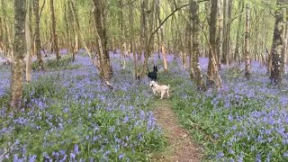 Scottish Terrier and Cairn Terrier take you on a beautiful Bluebell walk