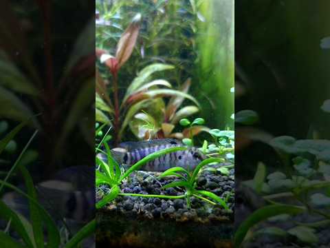 Badis Badis | Blue Chameleon Fish #shorts