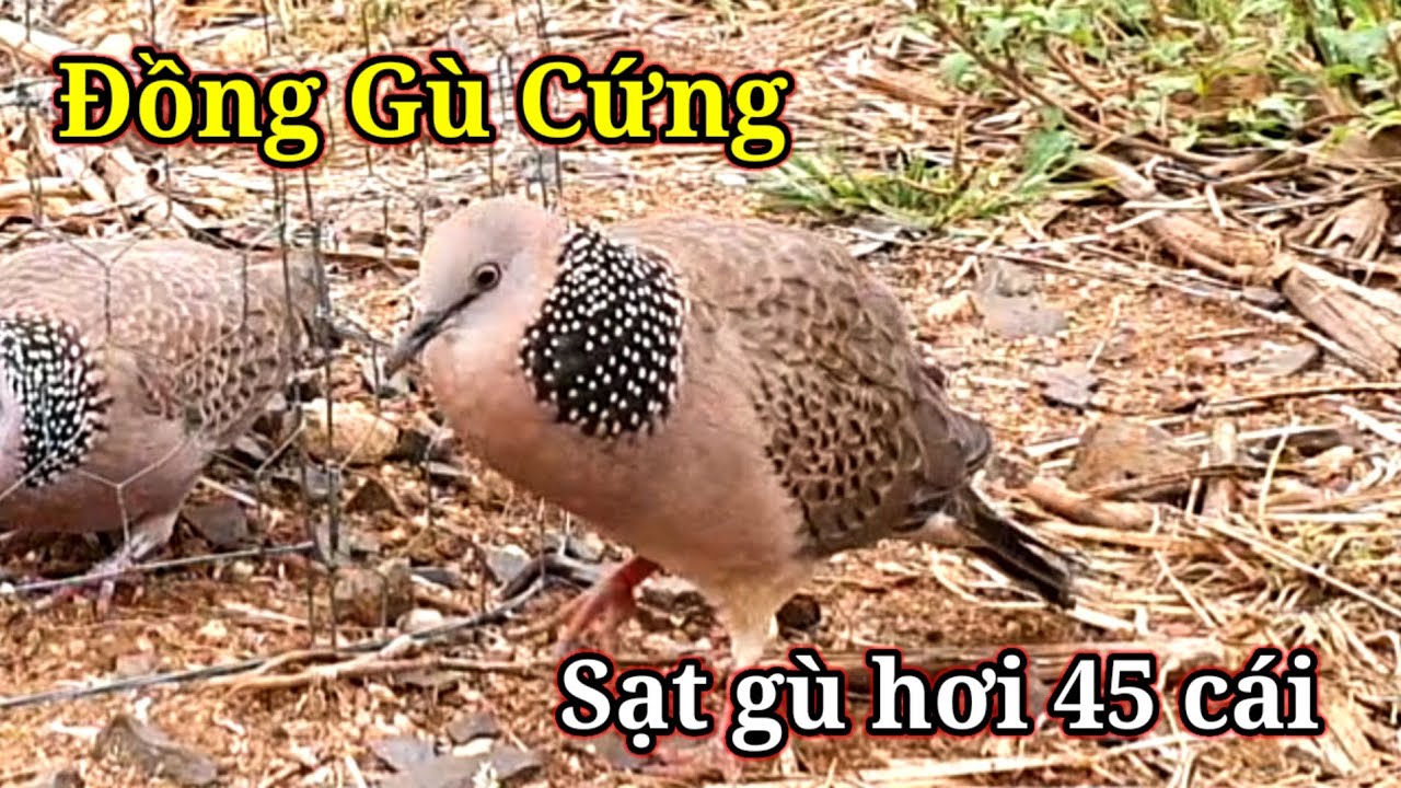 Đồng Gù Cứng.Clip464.Bổi Nước Gù Tốt.Ngoài Tàng Có Bài.Hậu Nguyễn Kon Tum