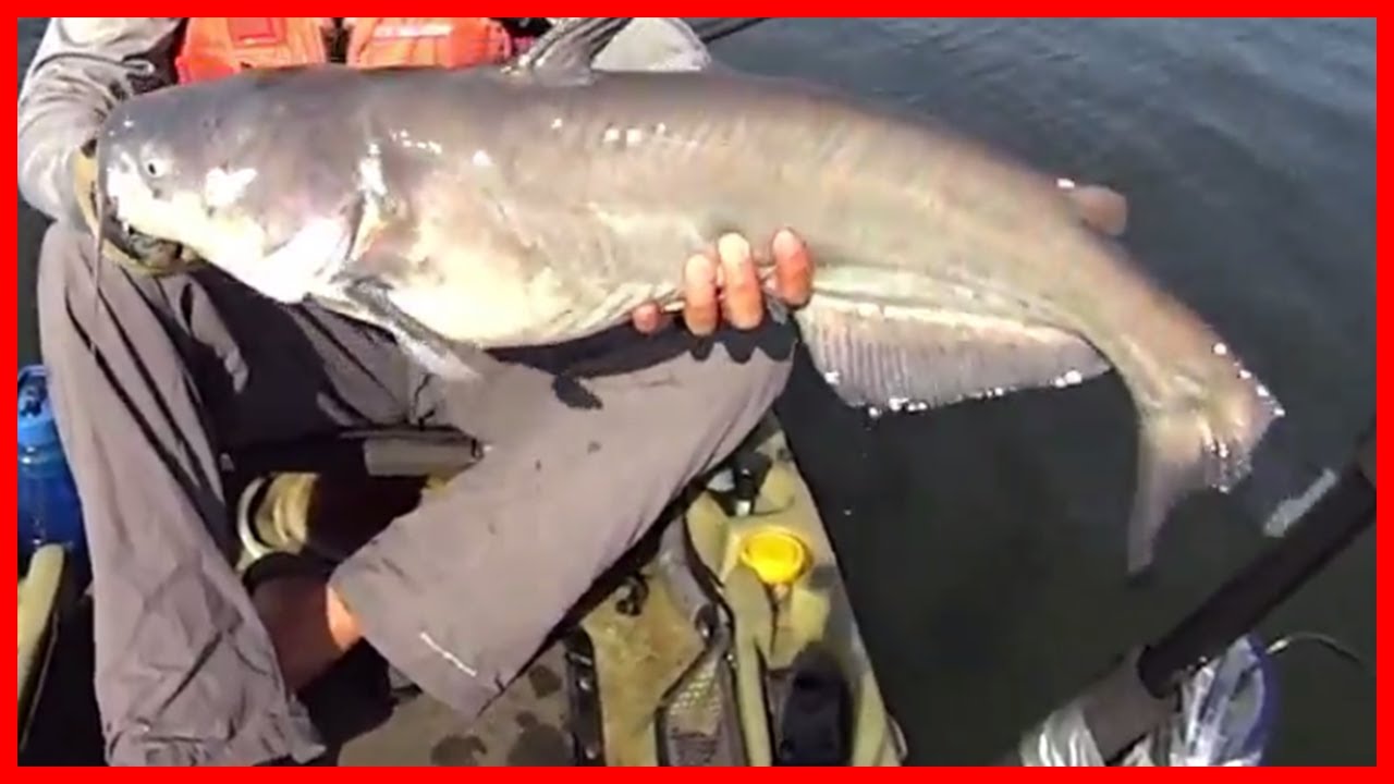 Fishing Tips Locating technique of Creek for CatFish in Reservoir