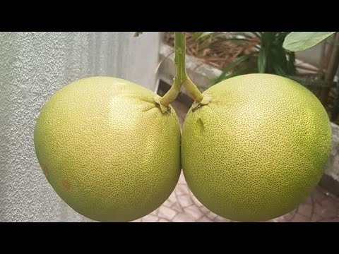 Video: Pomelo O'sadigan Joyda